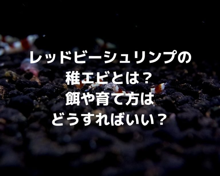 レッドビーシュリンプ 稚エビ｜稚エビの餌や育て方について知ろう！ 漆えび論文